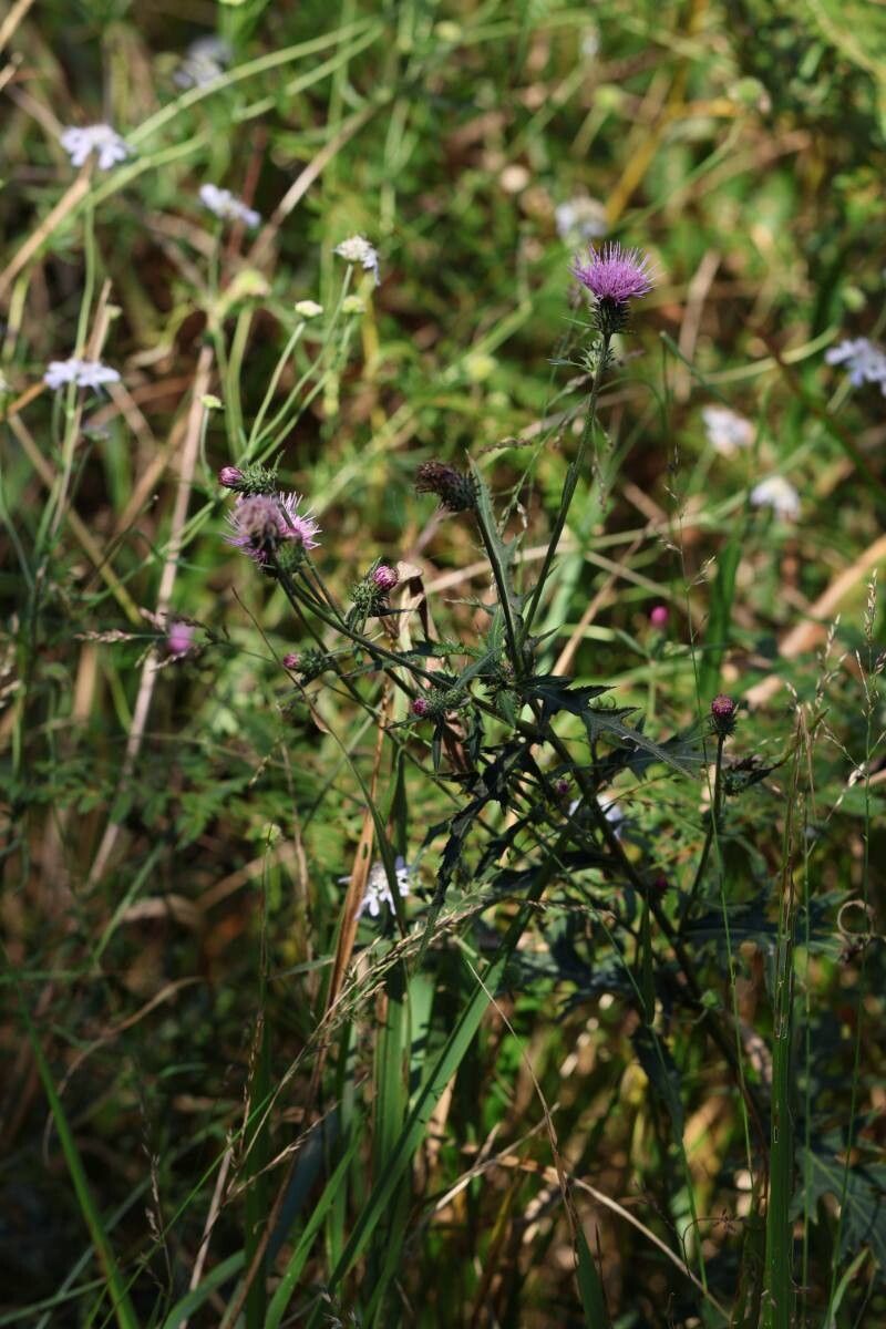 Cirsium suzukaense flower