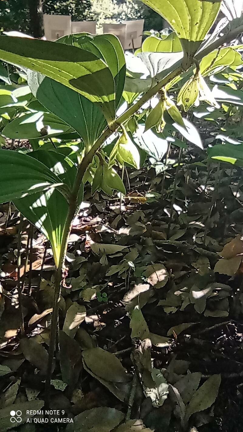 Polygonatum cryptanthum flower