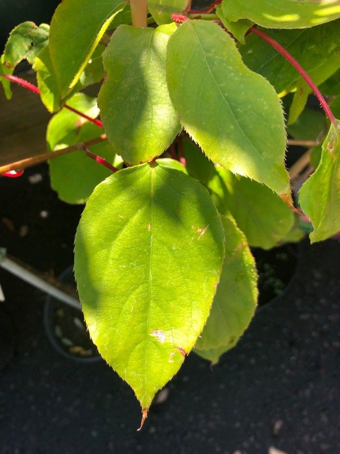 Actinidia arguta leaf