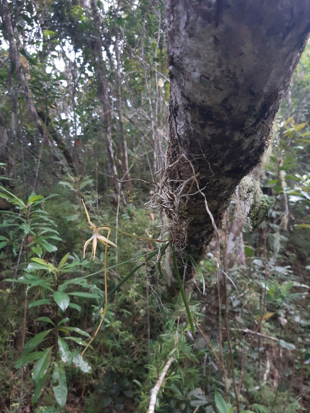 Jumellea teretifolia — houseplant care guide