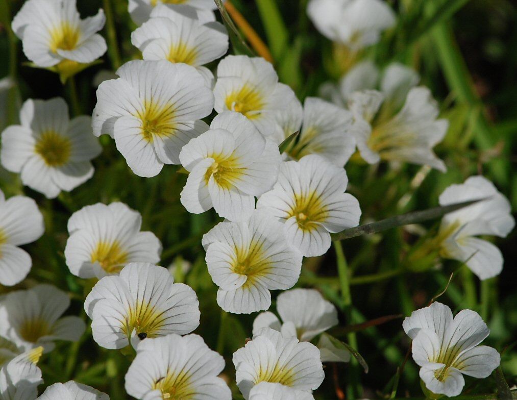 Limnanthes montana — related species from the same genus