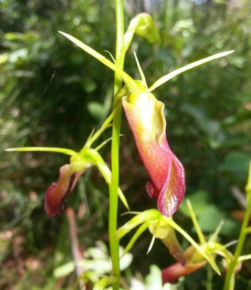 Cryptostylis subulata flower
