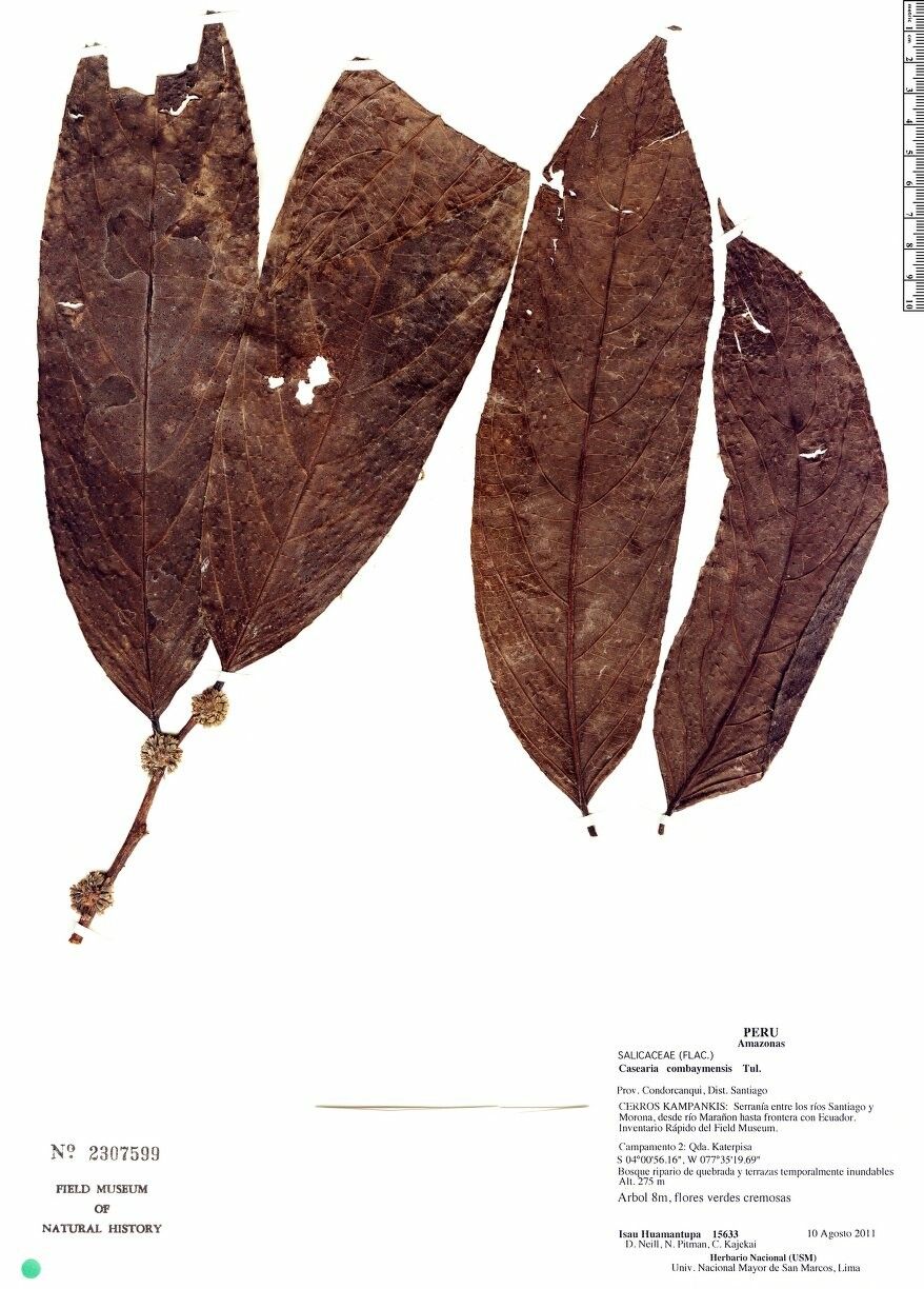 Casearia combaymensis other