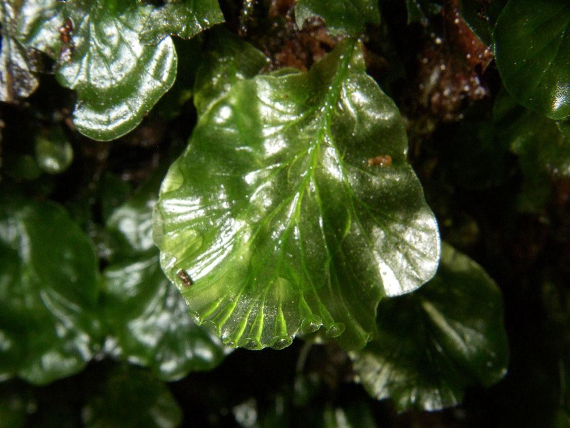 Trichomanes godmanii leaf