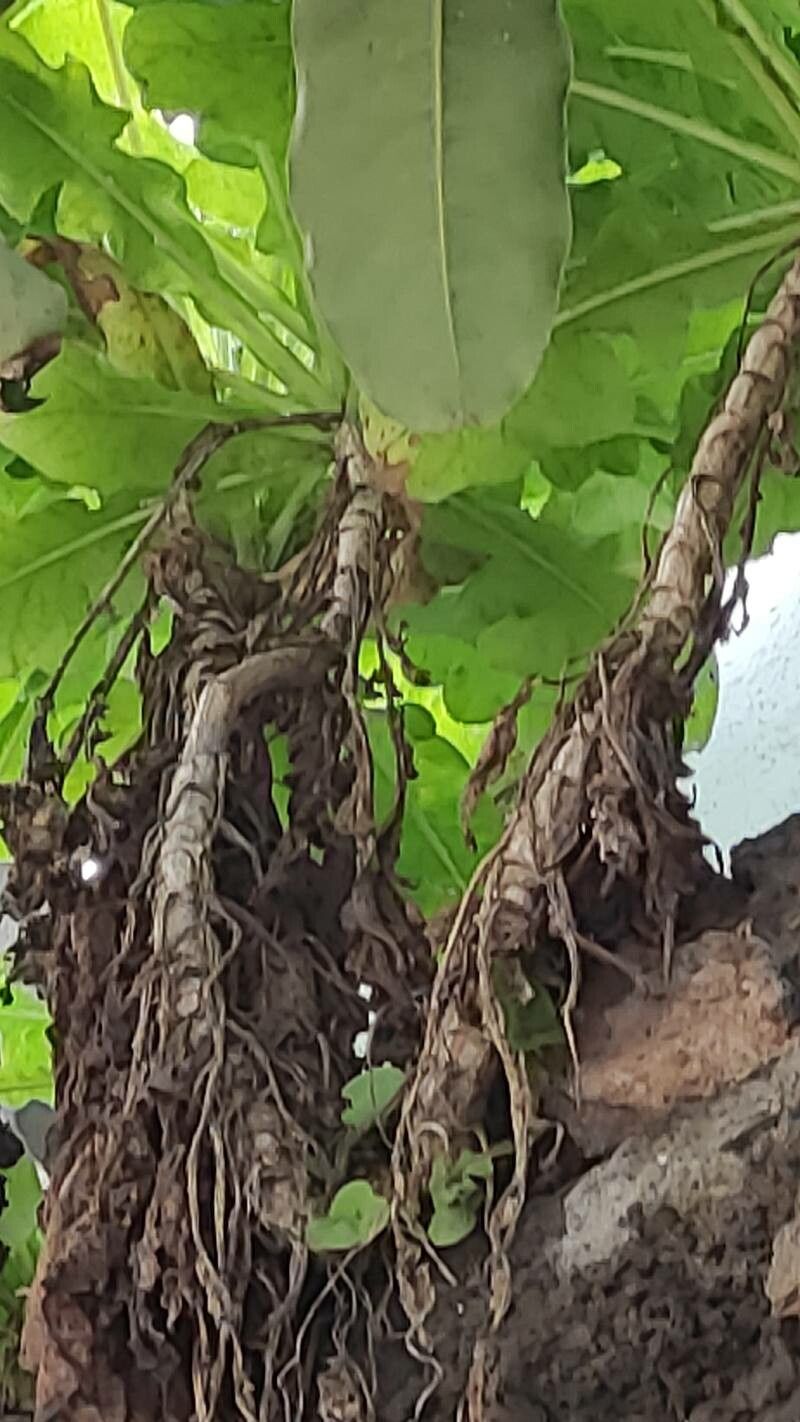 Sonchus radicatus bark