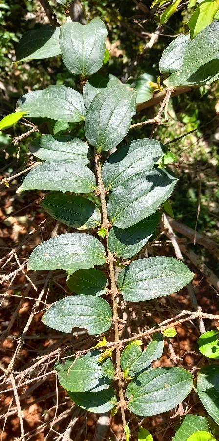 Coriaria japonica leaf