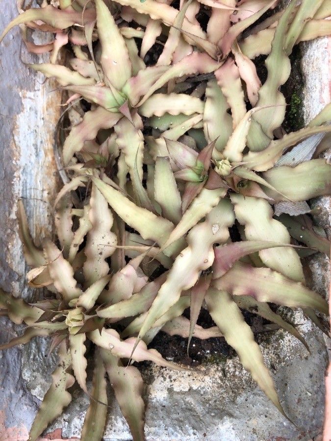 Cryptanthus lacerdae leaf