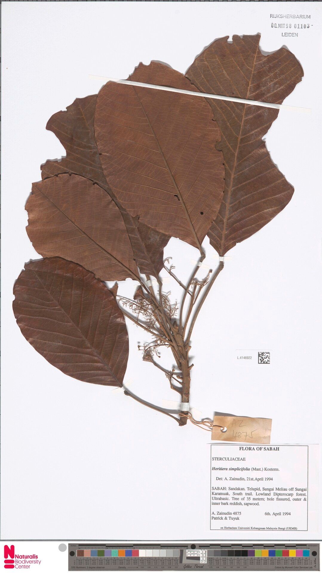 Heritiera simplicifolia — houseplant care guide