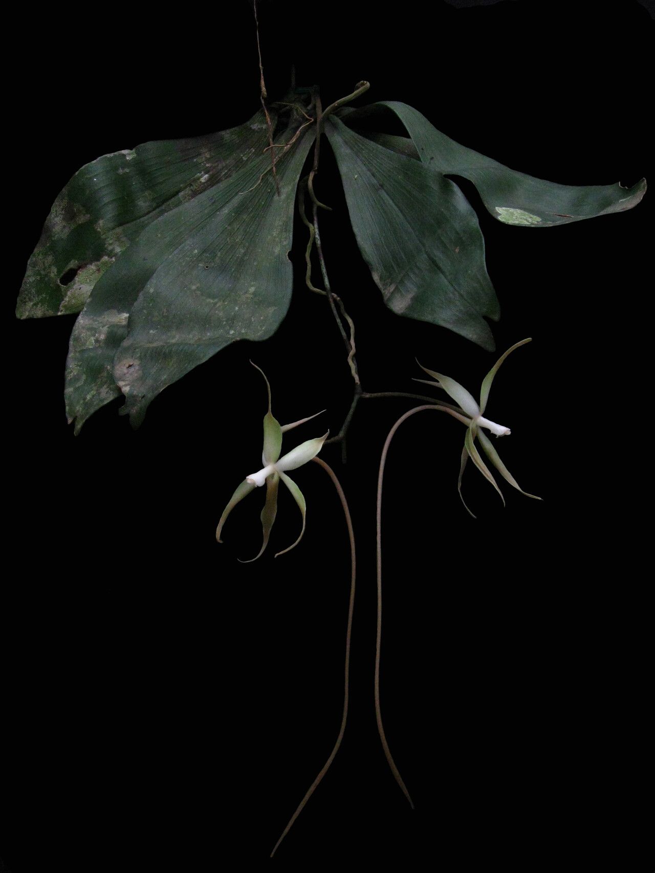 Aerangis stelligera habit