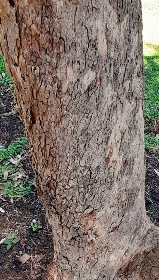 Eucalyptus camphora bark
