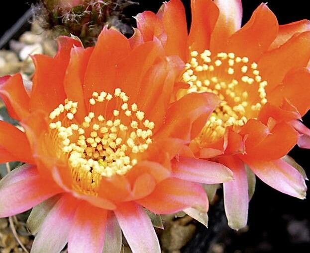 Chamaecereus stilowianus flower