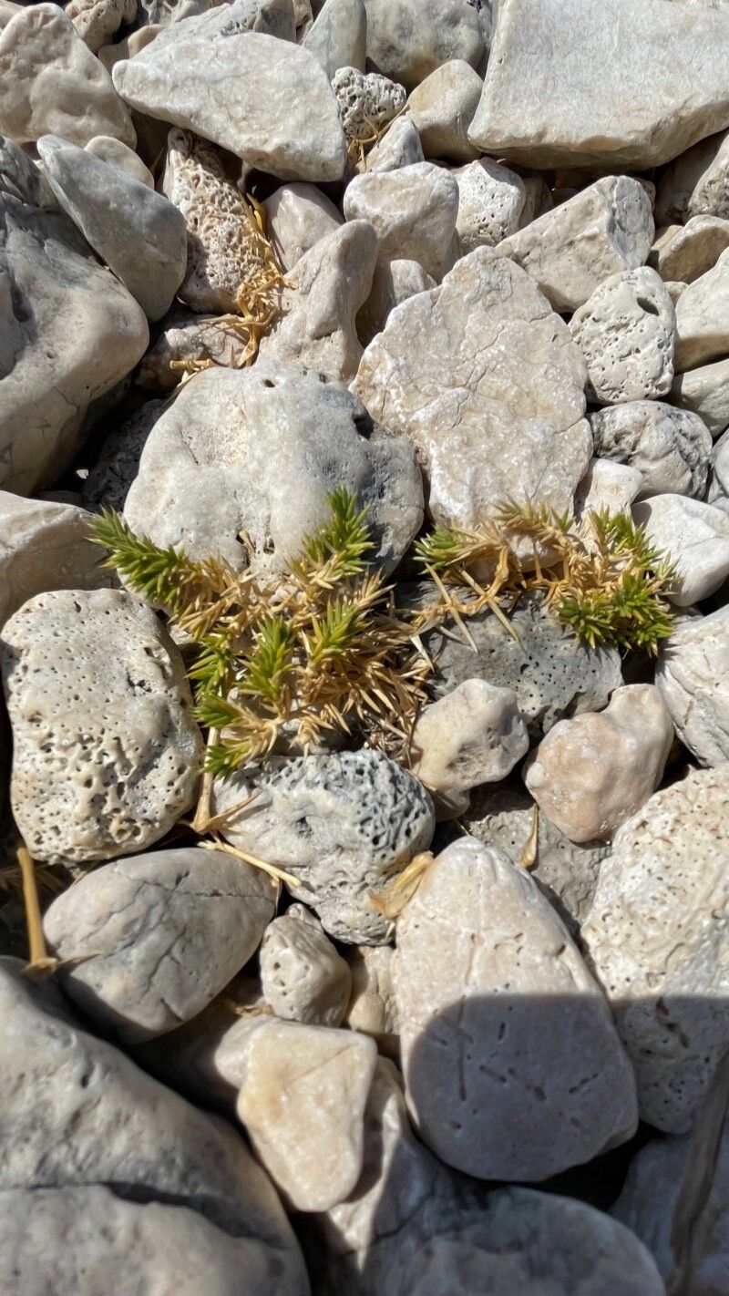 Polycnemum arvense leaf