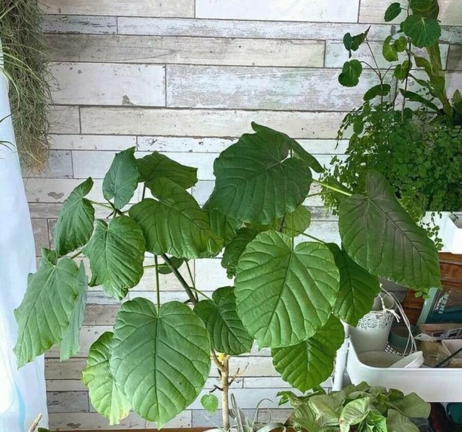 Ficus umbellata leaf
