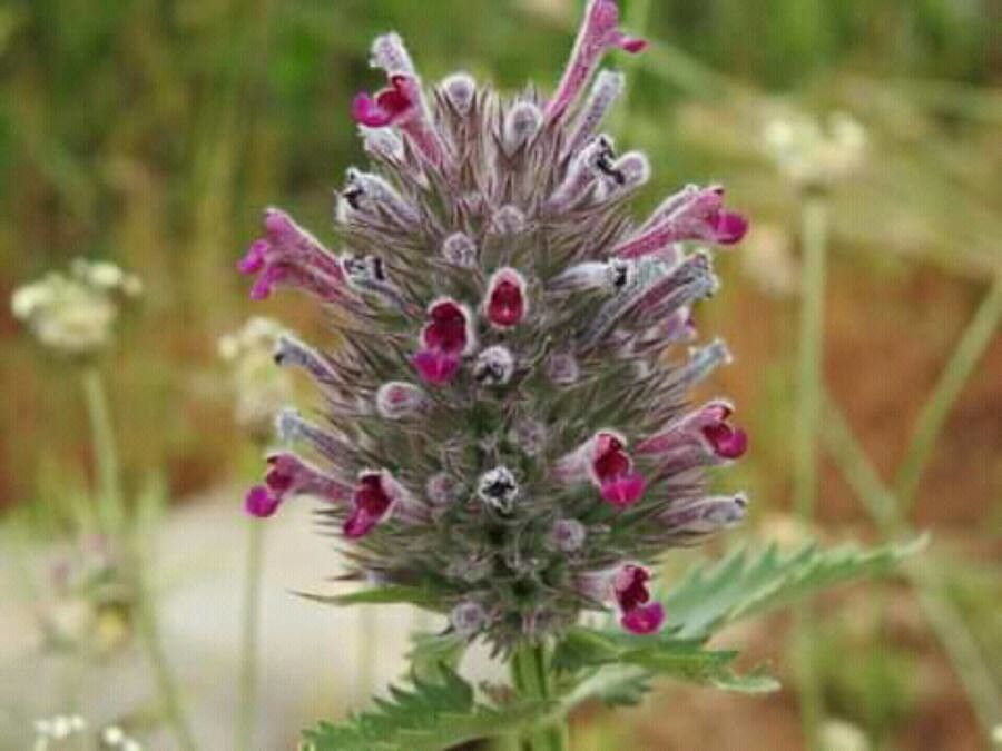 Nepeta trachonitica — search result for 'Nepeta'