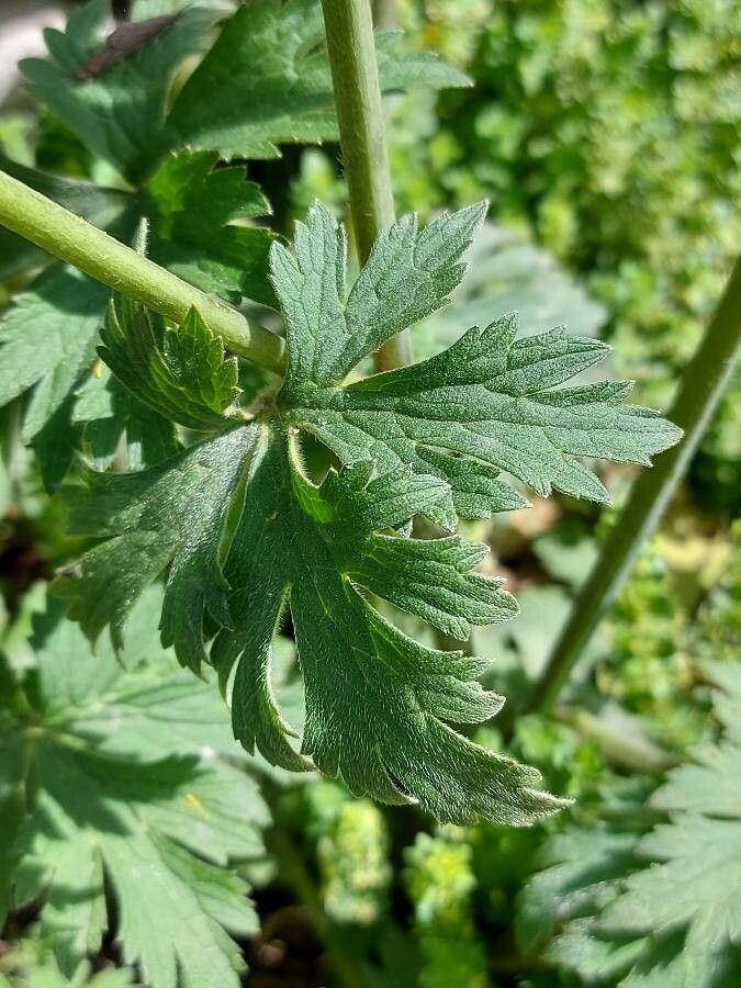 Ranunculus gouanii — houseplant care guide