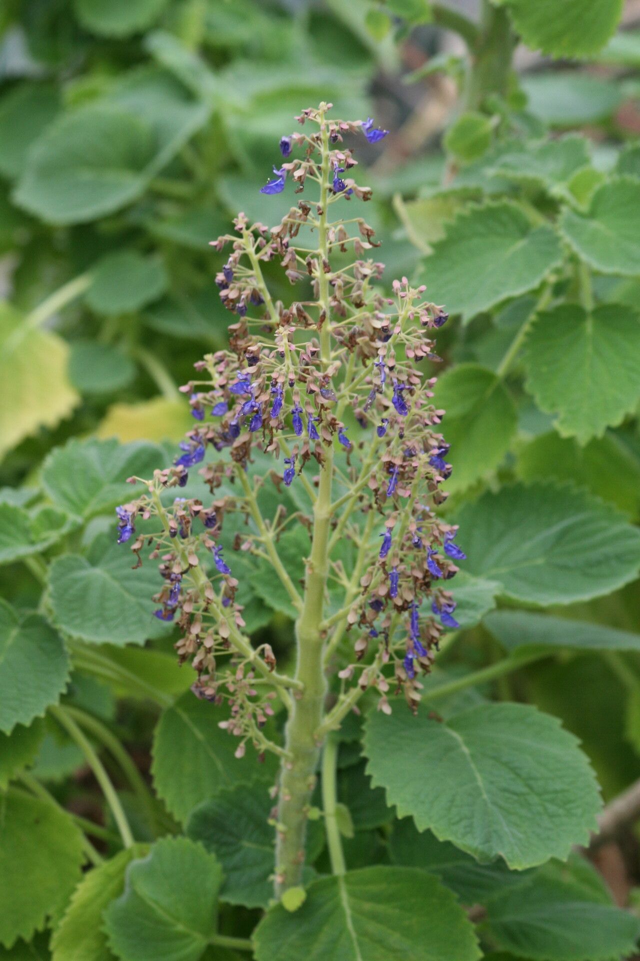 Coleus burorum flower