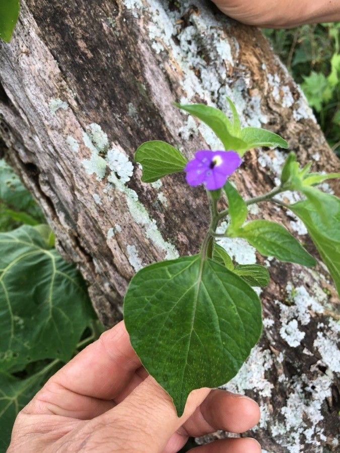 Browallia americana habit