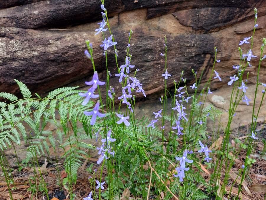 Lobelia dentata habit