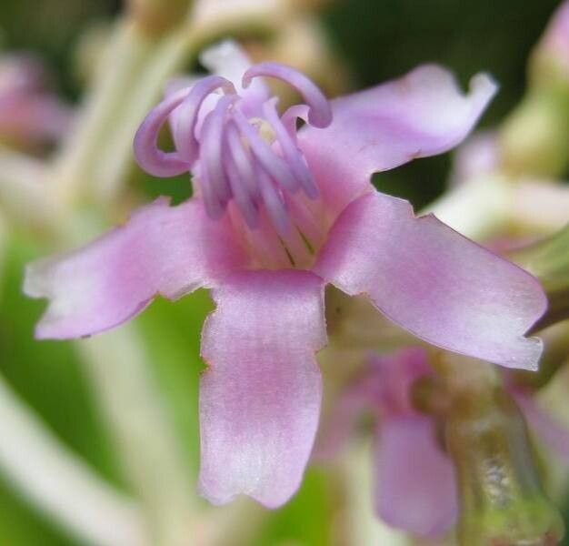 Miconia robinsoniana flower