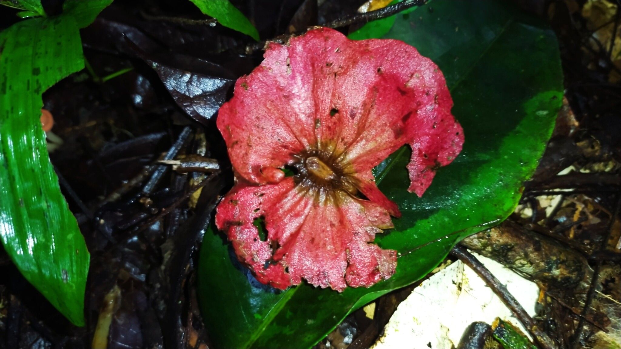 Mezia includens fruit