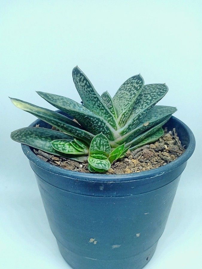 Gasteria minima