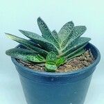 Gasteria minima