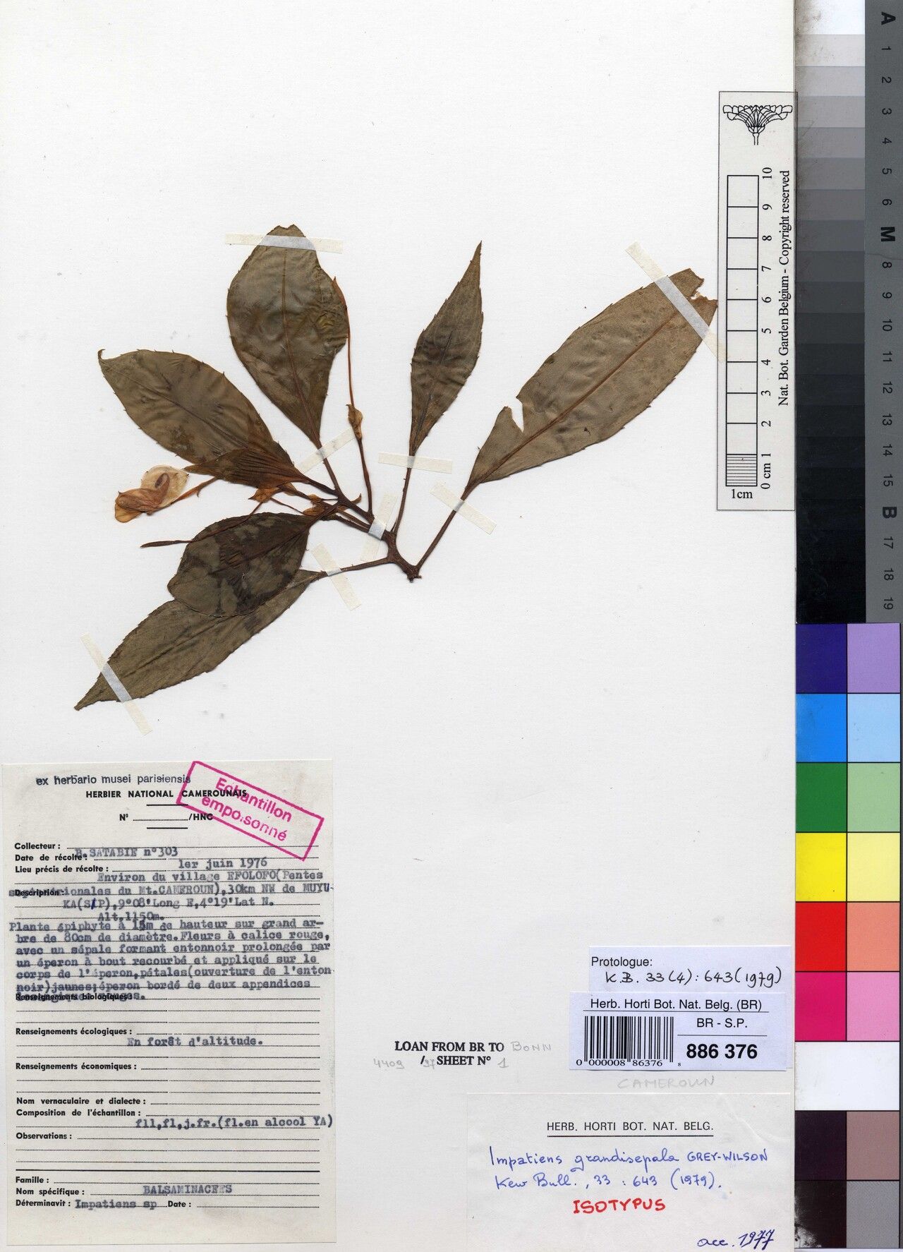 Impatiens grandisepala — houseplant care guide