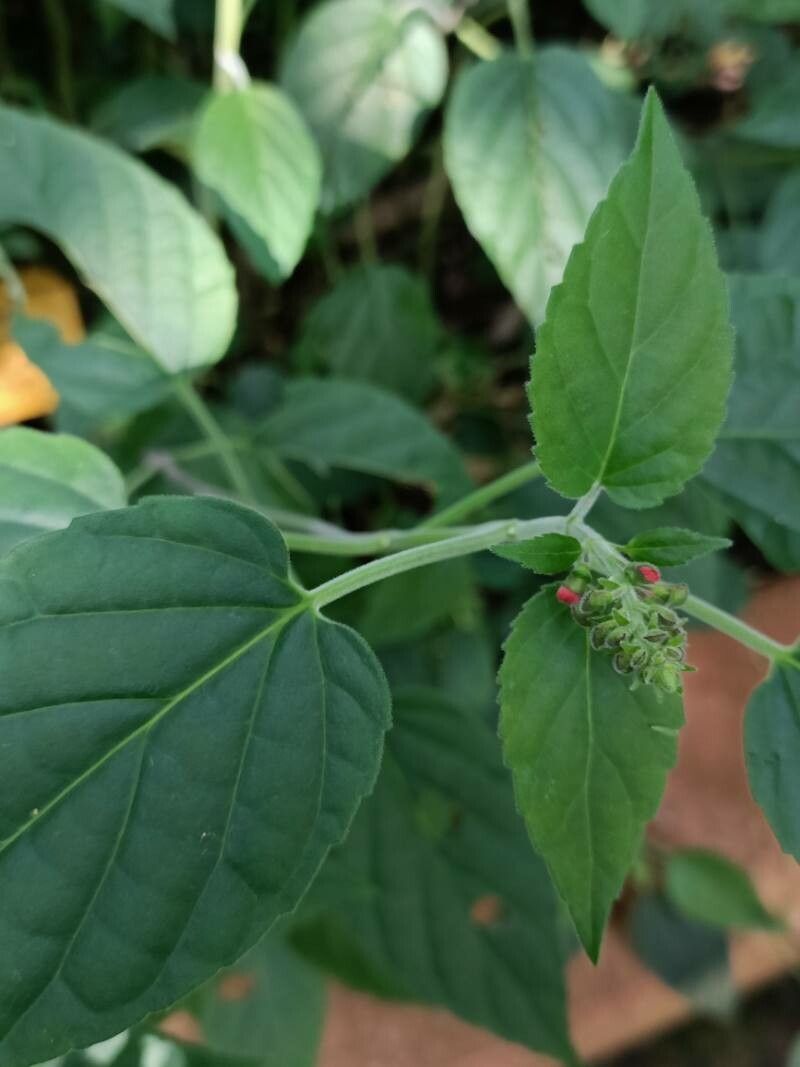 Scutellaria coccinea — houseplant care guide