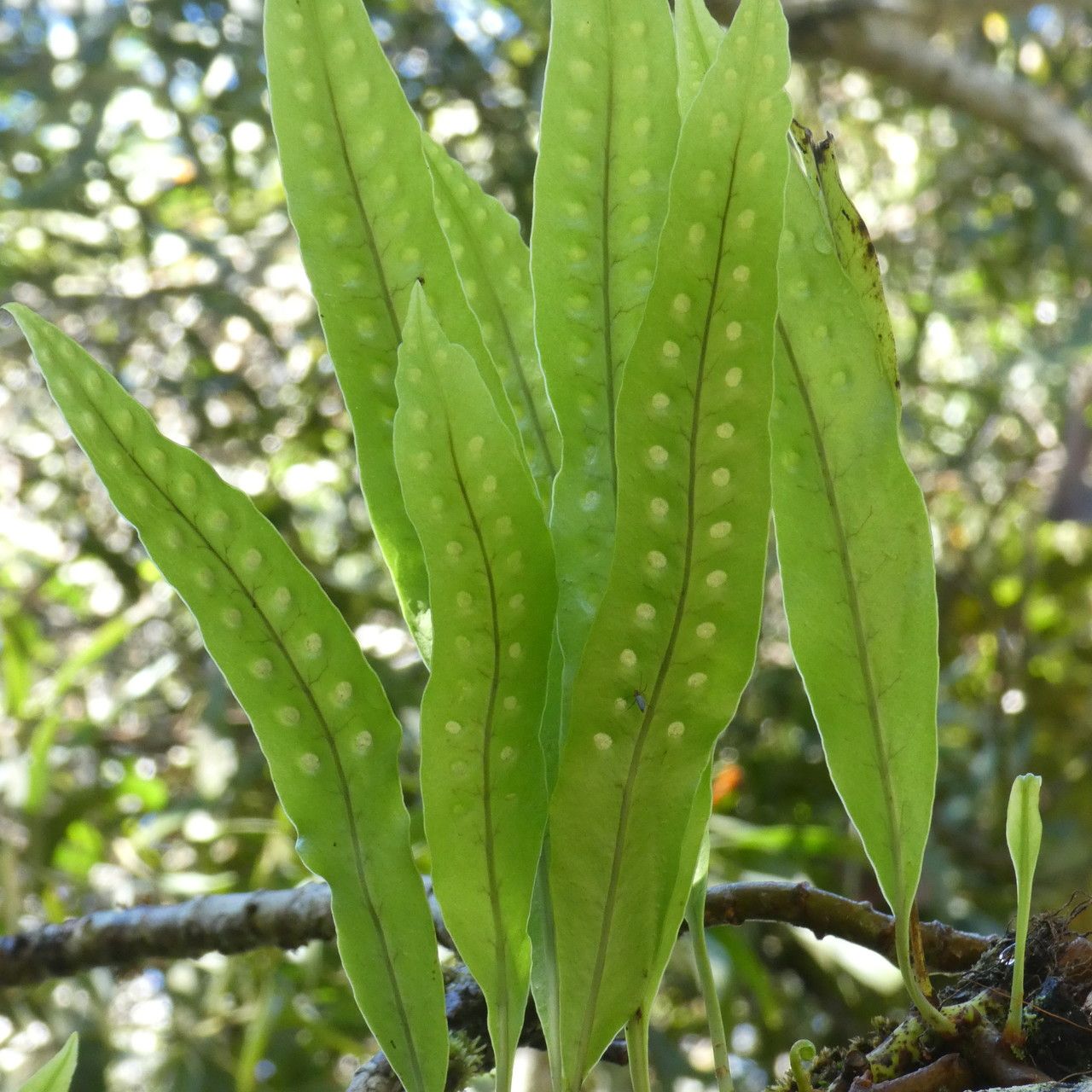 Lepisorus excavatus — related species from the same genus