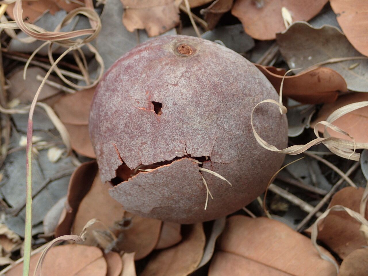 Detarium microcarpum fruit