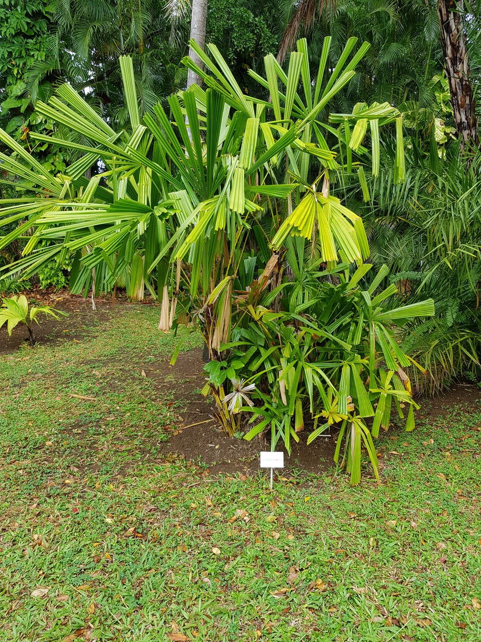 Licuala rumphii habit