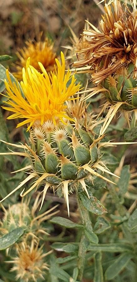 Centaurea ornata flower