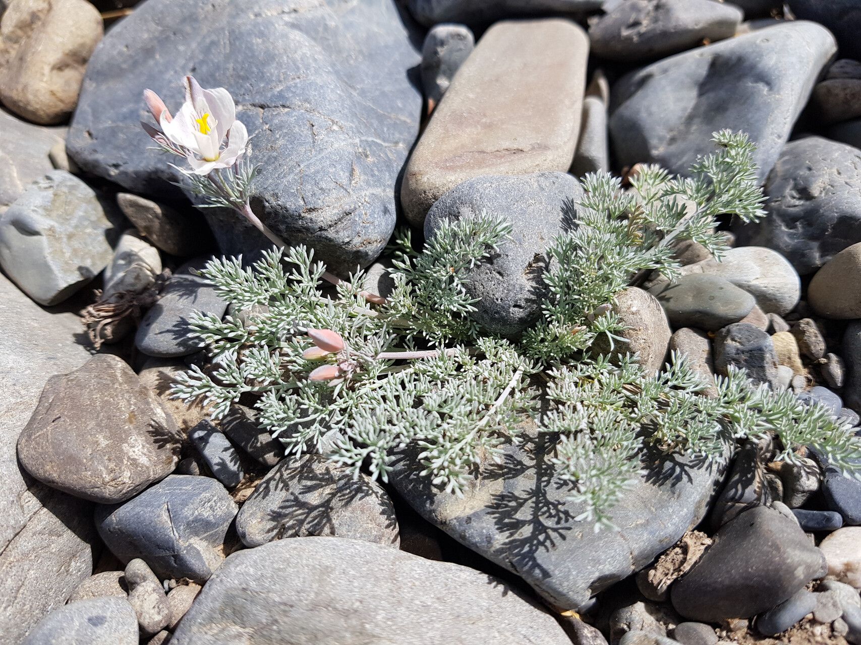 Hypecoum lactiflorum habit