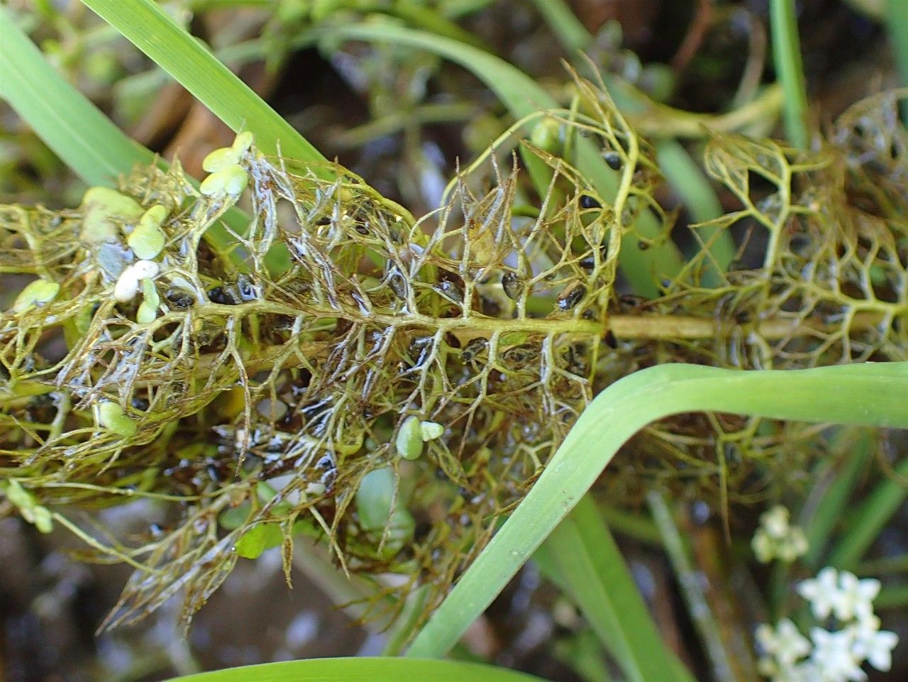 Utricularia australis bark