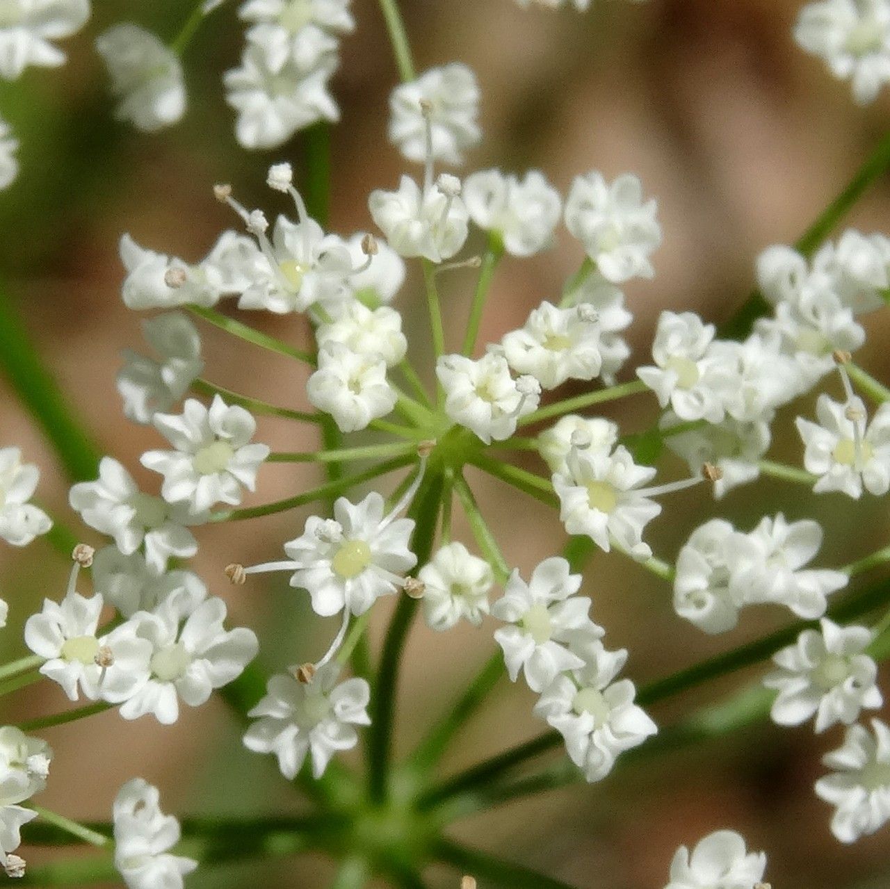 Conopodium majus flower