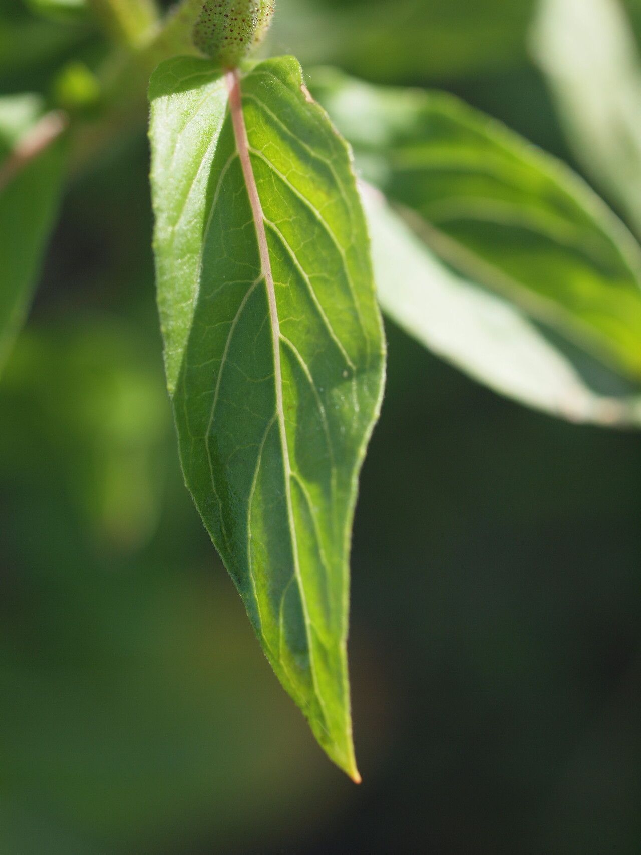 Oenothera pycnocarpa — search result for 'Oenothera'