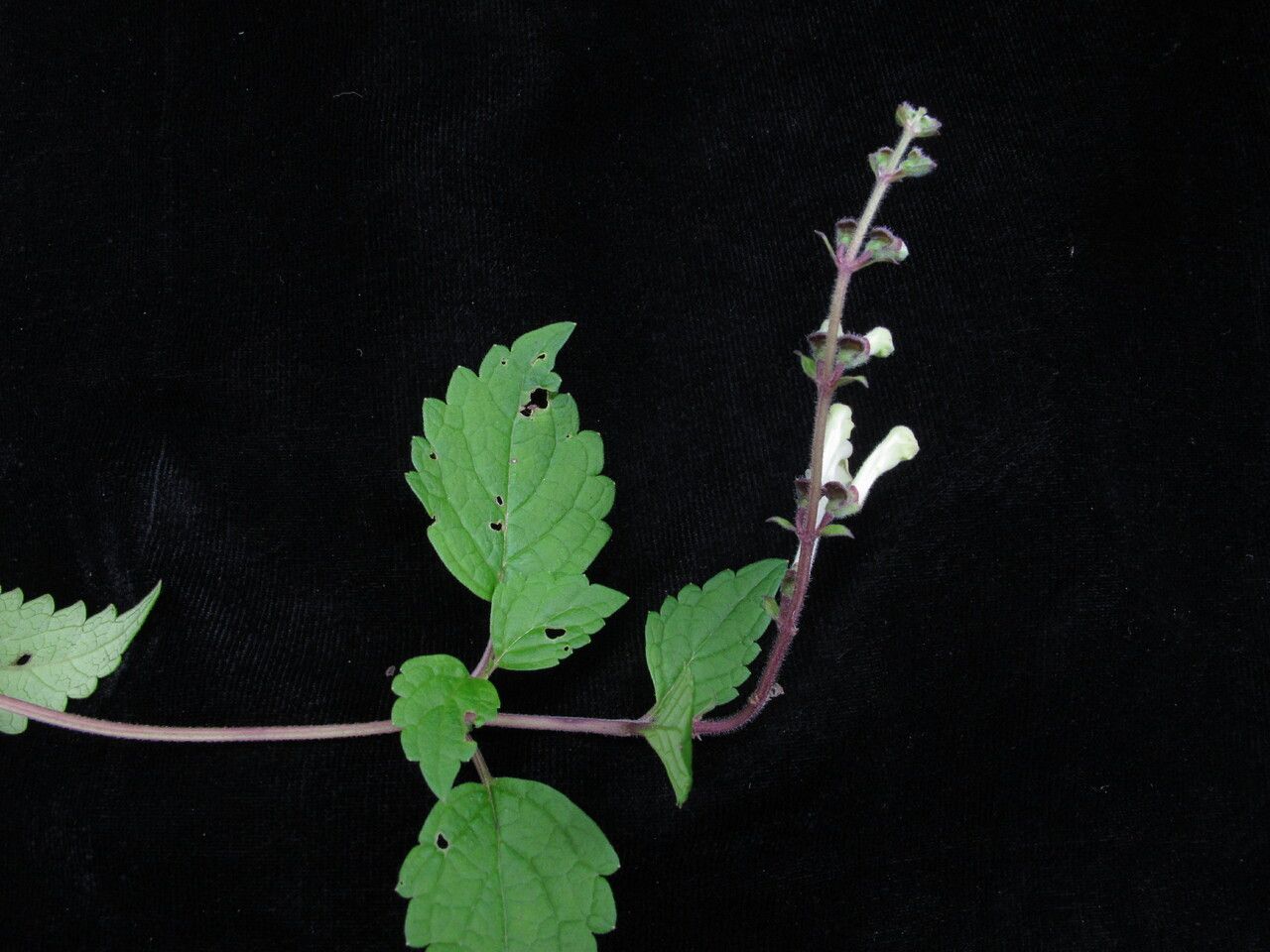 Scutellaria grossa — houseplant care guide