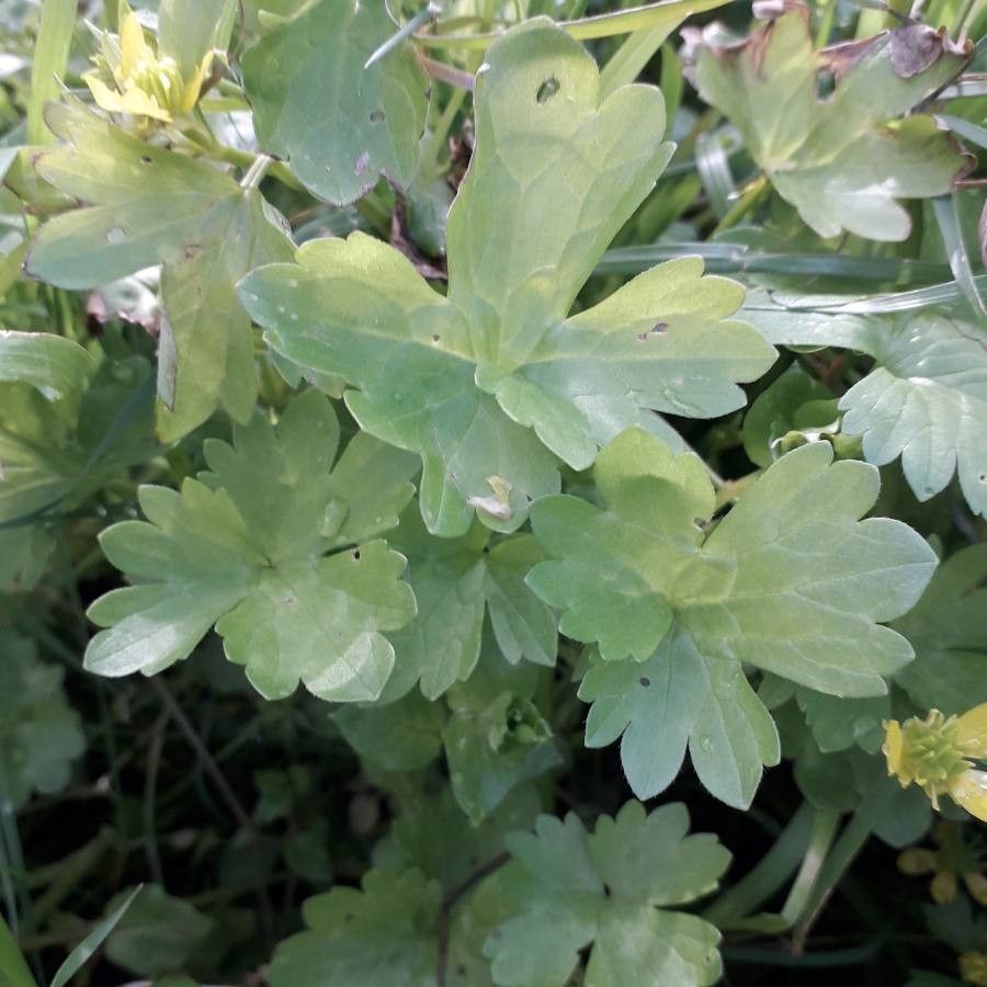 Ranunculus parviflorus leaf