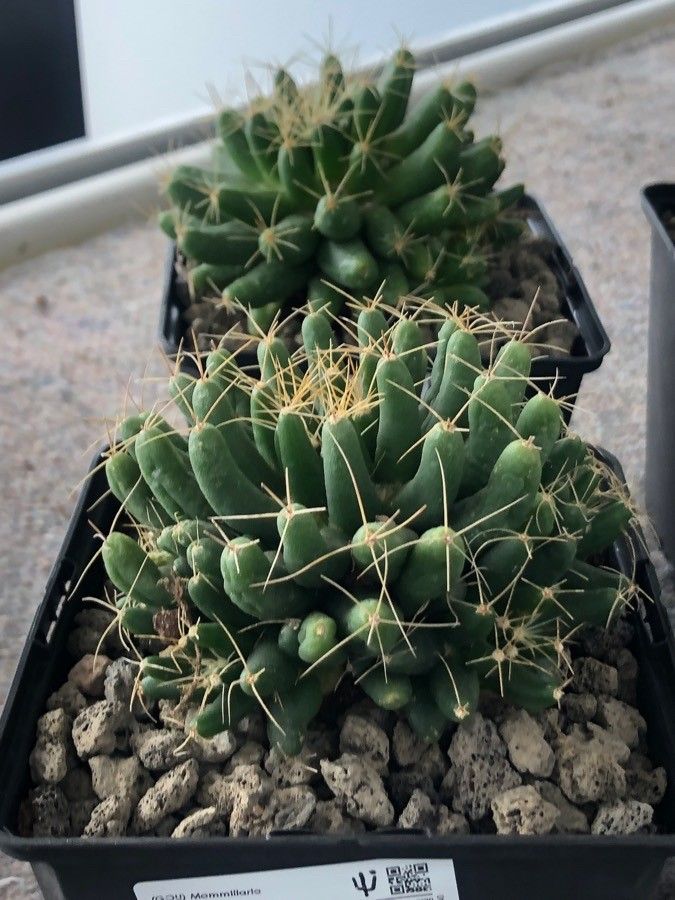 Mammillaria longimamma — search result for 'Mammillaria'