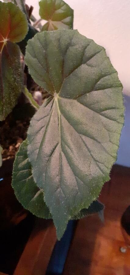 Begonia minor leaf