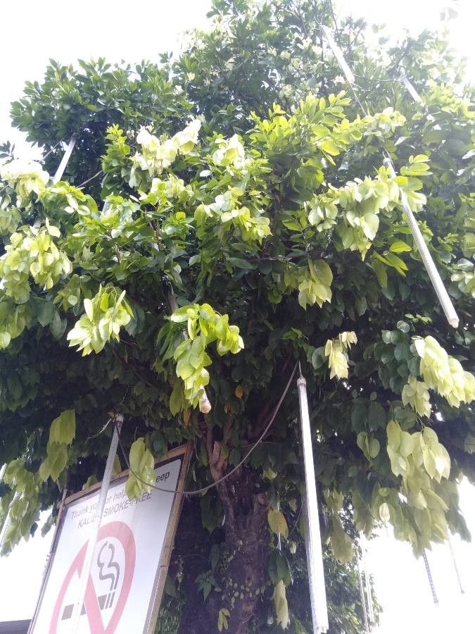 Cynometra ramiflora habit