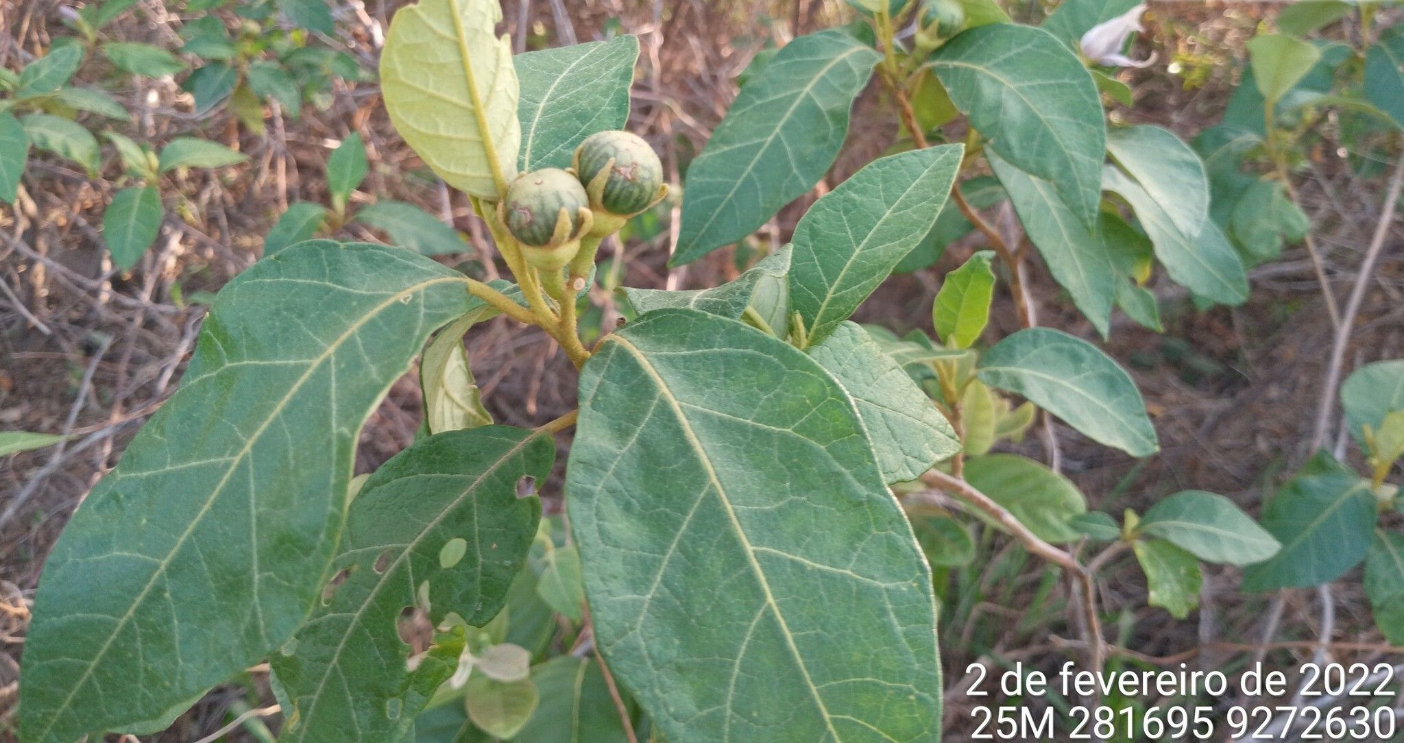 Solanum paludosum fruit