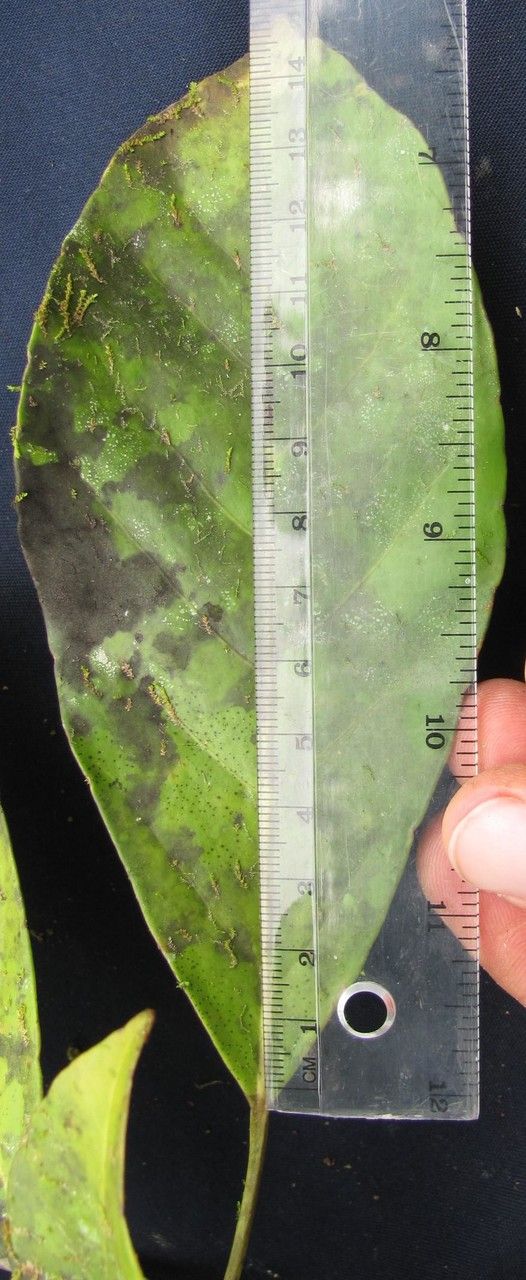 Dendropanax caucanus — related species from the same genus