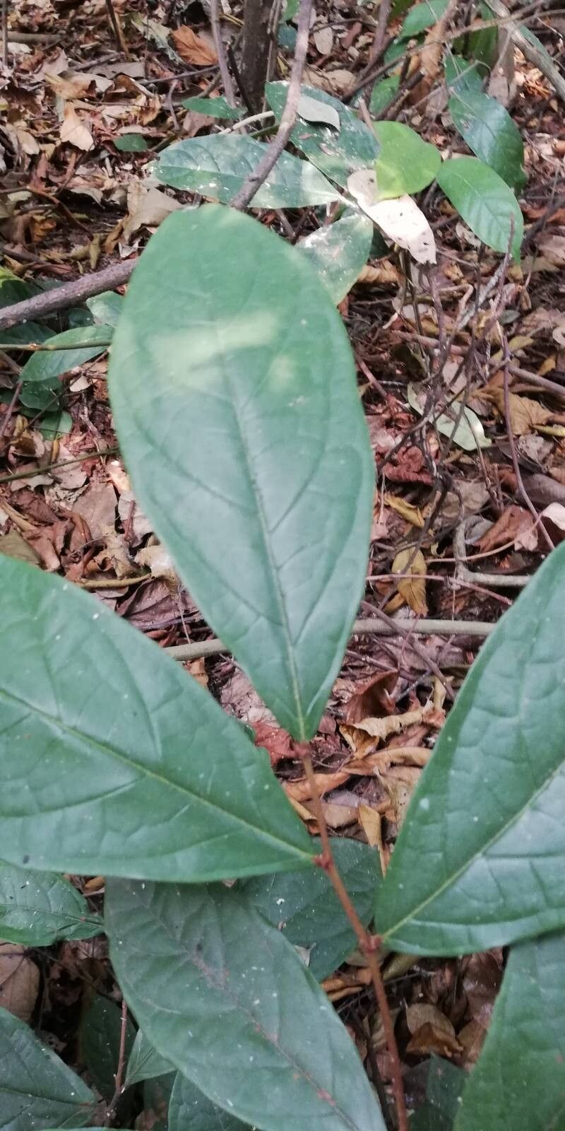 Dichapetalum librevillense — houseplant care guide