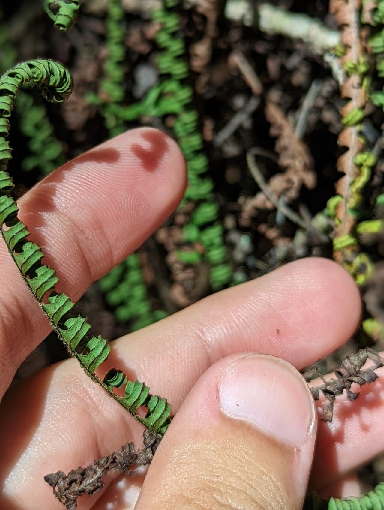 Pecluma plumula fruit