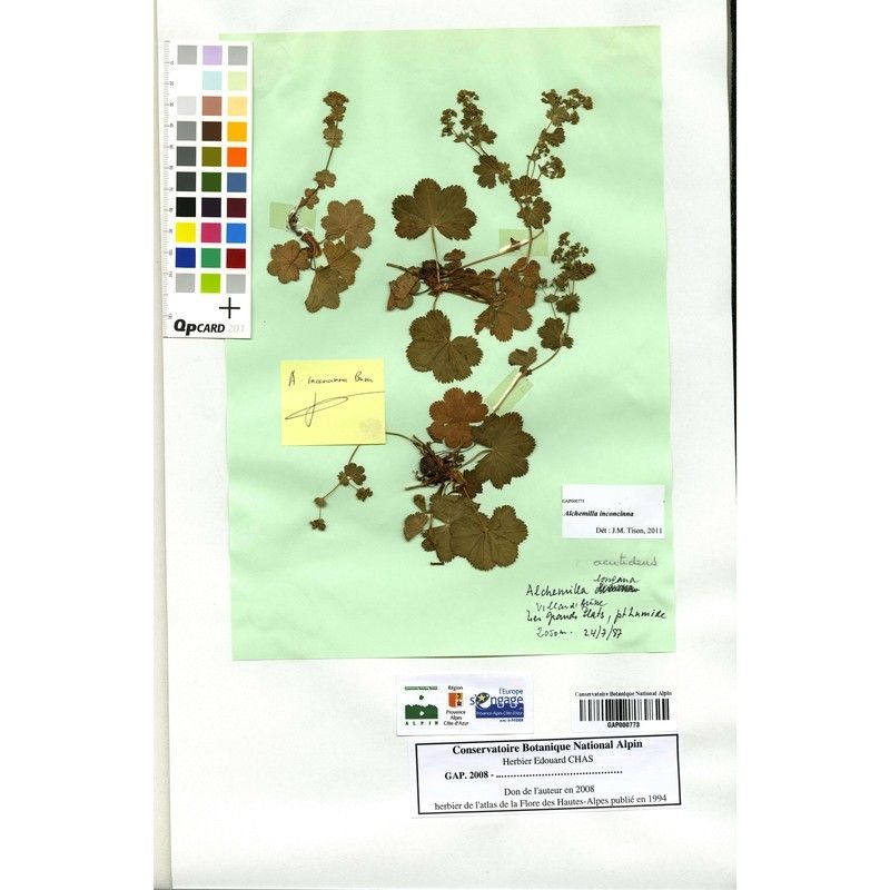 Alchemilla inconcinna leaf