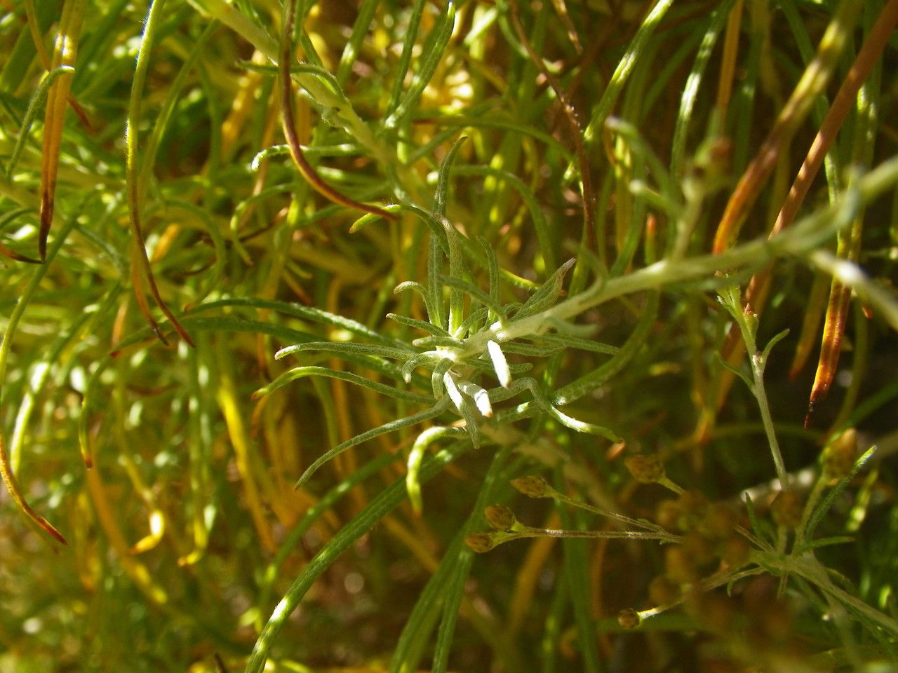 Phagnalon umbelliforme leaf