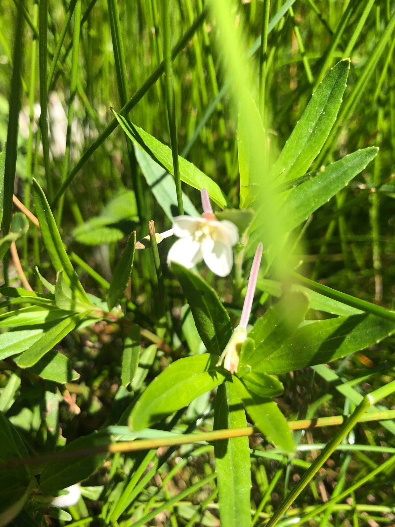 Epilobium salignum flower