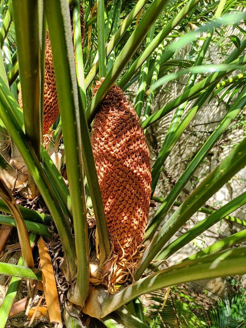 Cycas edentata flower