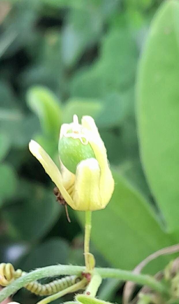 Passiflora suberosa fruit